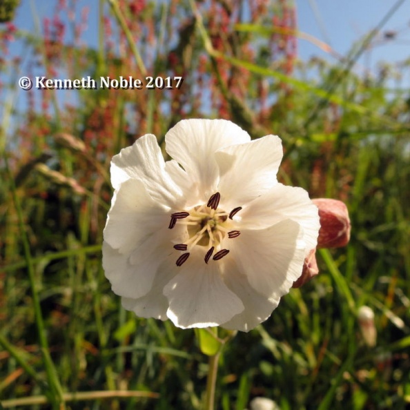 bladder campion ex IMG_6177 (800).JPG